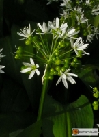Allium ursinum: Bärlauch
Familie: Lauchgewächse (Amaryllidaceae)